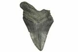 Bargain, Fossil Megalodon Tooth - South Carolina #370002-1